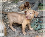 Small Photo #3 American Staffordshire Terrier-Unknown Mix Puppy For Sale in Holly Springs, NC, USA