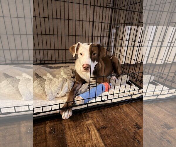 Medium Photo #2 American Pit Bull Terrier-American Staffordshire Terrier Mix Puppy For Sale in Oakhurst, NJ, USA
