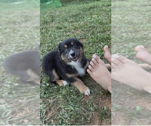 Medium Miniature American Shepherd