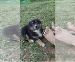 Puppy Purple Miniature American Shepherd