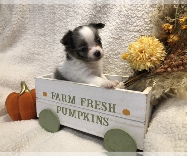 Medium Photo #4 Chihuahua Puppy For Sale in SHERMAN, TX, USA