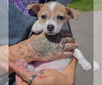 Small #1 Jack-Rat Terrier