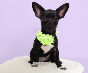 Oakland - Female Chihuahua-Unknown Mix Dog for Adoption - Photo #3