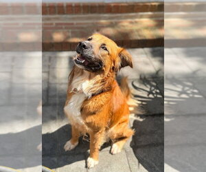 Mutt Dogs for adoption in garner, NC, USA