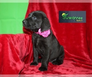 Goldmaraner Puppy for sale in LIVE OAK, FL, USA