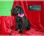 Small Photo #1 Goldmaraner Puppy For Sale in LIVE OAK, FL, USA