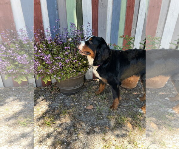 Medium Photo #6 Bernese Mountain Dog Puppy For Sale in Valrico, FL, USA