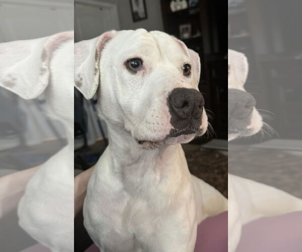 Medium Photo #4 American Staffordshire Terrier-Unknown Mix Puppy For Sale in Holly Springs, NC, USA