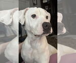 Small #3 American Staffordshire Terrier Mix