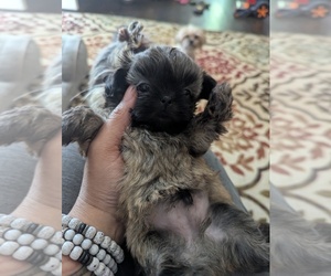 Shih Tzu Puppy for sale in HYATTSVILLE, MD, USA