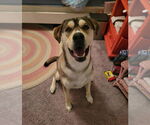 Small #1 German Shepherd Dog-Huskies  Mix