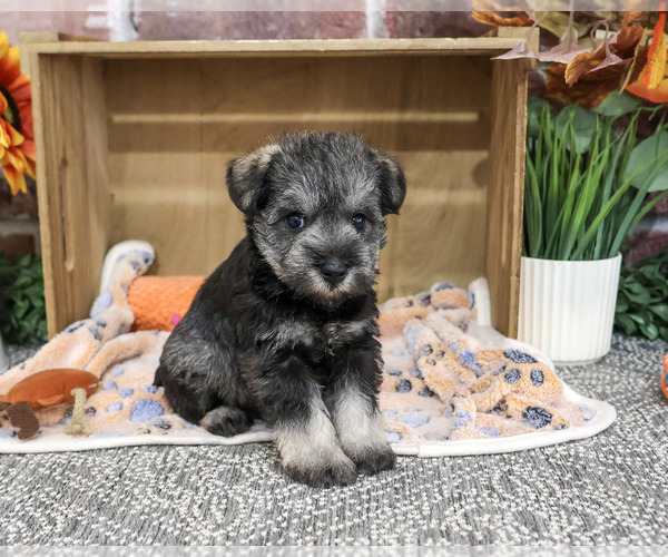 Medium Photo #4 Schnauzer (Miniature) Puppy For Sale in SYRACUSE, IN, USA