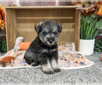 Small #3 Schnauzer (Miniature)