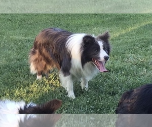 Father of the Border Collie puppies born on 05/28/2023