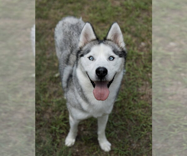 Medium Photo #3 Siberian Husky Puppy For Sale in Carrollton, TX, USA