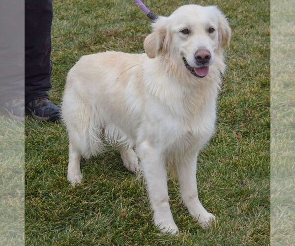 Medium Photo #3 Golden Retriever Puppy For Sale in Huntley, IL, USA
