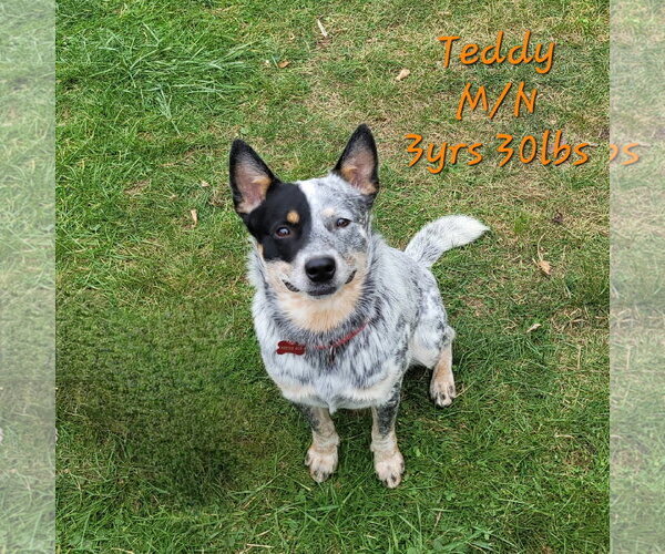 Medium Photo #17 Mutt Puppy For Sale in FAIRLAWN, OH, USA
