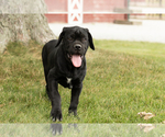 Small #1 Cane Corso
