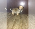 Small Photo #3 Shorkie Tzu Puppy For Sale in LAPEER, MI, USA
