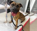 Small #2 American Pit Bull Terrier Mix