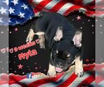 Puppy Myla French Bulldog