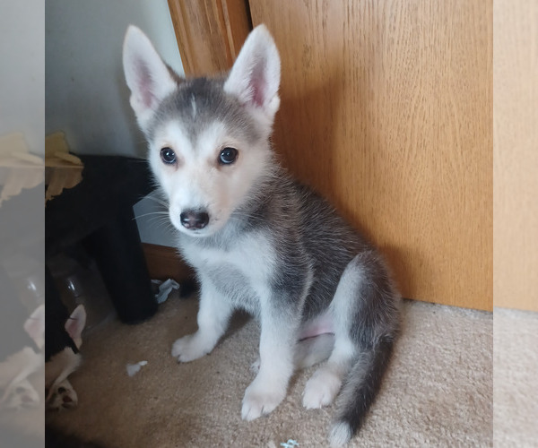 Medium Photo #4 Gerberian Shepsky Puppy For Sale in EDMORE, MI, USA