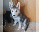 Small #3 Gerberian Shepsky