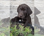 Puppy Choco Taco German Shorthaired Lab