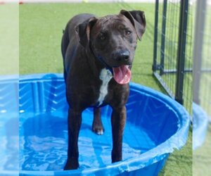 Plott Hound-Unknown Mix Dogs for adoption in San Angelo, TX, USA