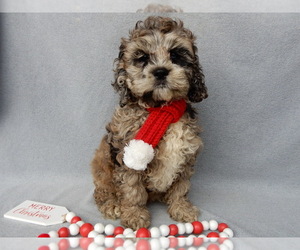 Cockapoo Puppy for sale in MILLERSBURG, OH, USA