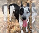 Small #2 Mutt