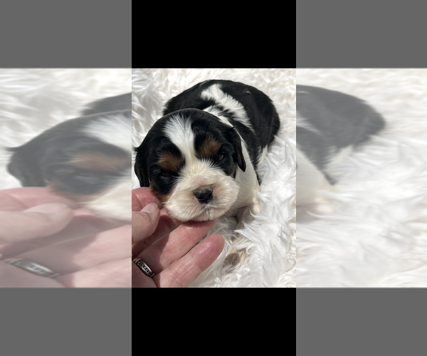 Medium Photo #4 Cavalier King Charles Spaniel Puppy For Sale in NILES, MI, USA