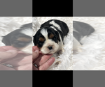 Small #3 Cavalier King Charles Spaniel
