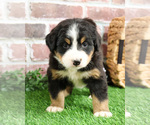 Small #3 Bernese Mountain Dog