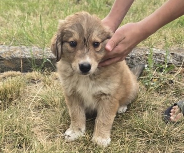 Medium Photo #24 Great Bernese Puppy For Sale in ELGIN, OR, USA