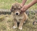 Small Photo #24 Great Bernese Puppy For Sale in ELGIN, OR, USA