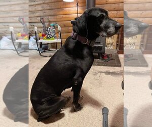 Great Dane-Labrador Retriever Mix Dogs for adoption in Bullard, TX, USA