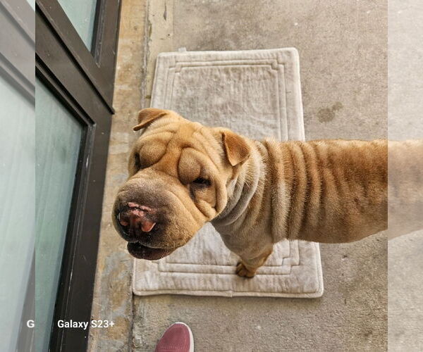 Medium Photo #1 Chinese Shar-Pei Puppy For Sale in Miami, FL, USA