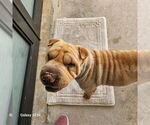 Small Chinese Shar-Pei