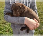 Small Photo #4 Labrador Retriever Puppy For Sale in SENECA FALLS, NY, USA