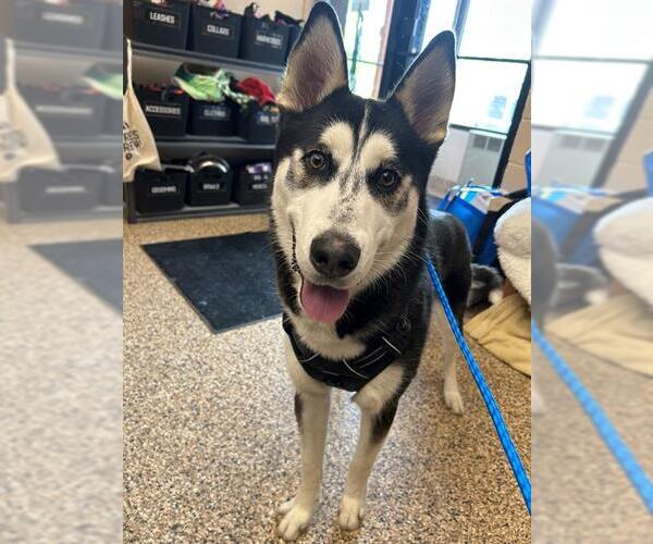 Medium Photo #1 Siberian Husky Puppy For Sale in Frisco, CO, USA