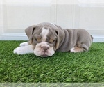 Small Photo #23 Bulldog Puppy For Sale in ATLANTA, GA, USA