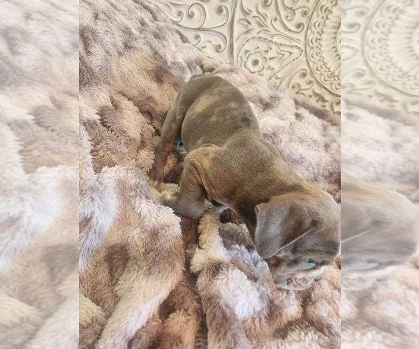 Medium Photo #24 Bulldog Puppy For Sale in FAIRFIELD, IA, USA