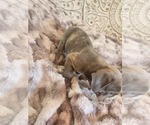 Small Photo #24 Bulldog Puppy For Sale in FAIRFIELD, IA, USA