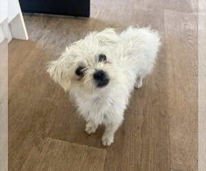 Maltese-Unknown Mix Dogs for adoption in Dana Point, CA, USA