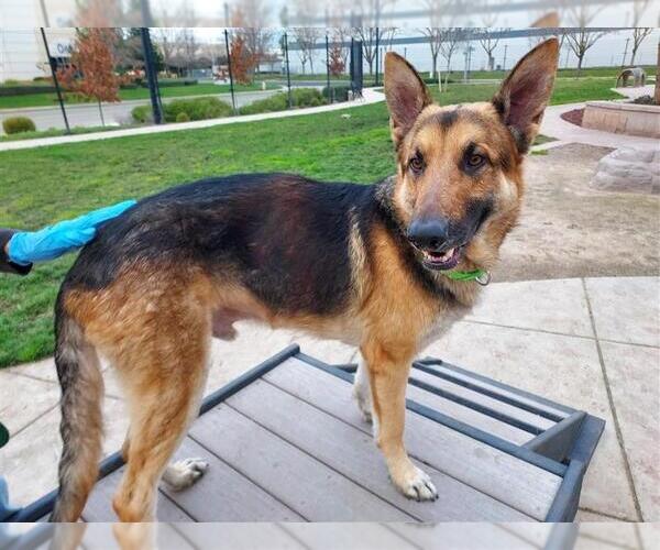Medium Photo #3 German Shepherd Dog-Unknown Mix Puppy For Sale in Elk Grove, CA, USA