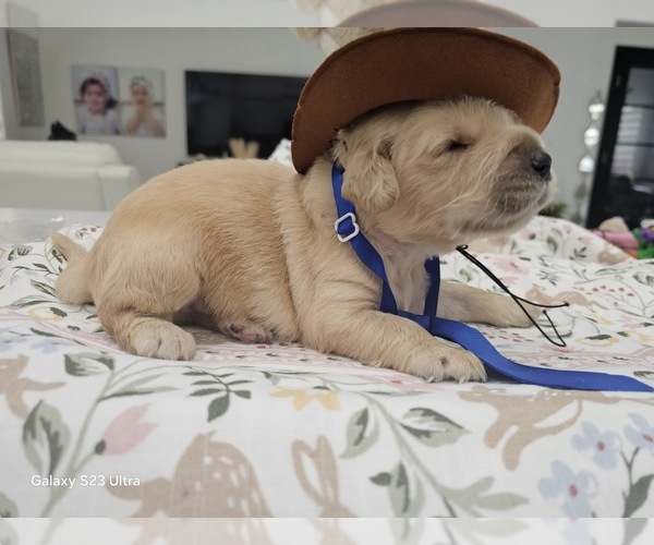 Medium Photo #2 Golden Retriever Puppy For Sale in ORLANDO, FL, USA
