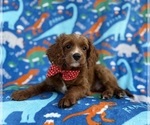 Small #4 Cavapoo (Miniature)