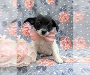 Fox Terrier (Smooth)-Poodle (Miniature) Mix Puppy for sale in LINCOLN UNIV, PA, USA