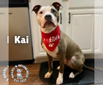 Small #12 American Pit Bull Terrier-American Staffordshire Terrier Mix